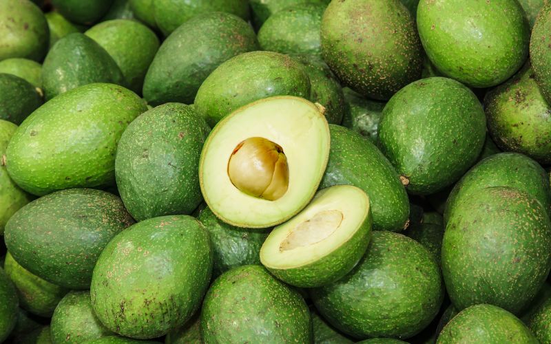 Choquette Avocado avocado type