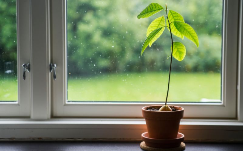 how to grow avocado indoors
