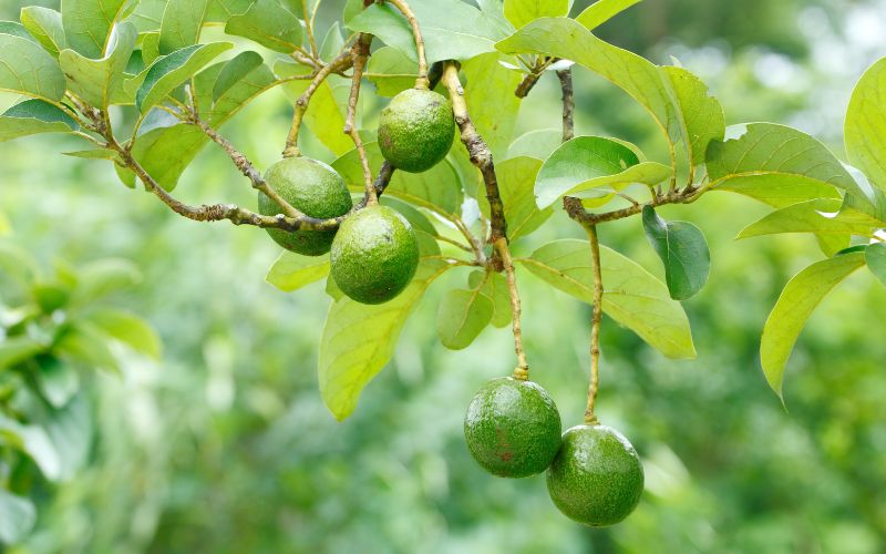 How Long Does It Take for an Avocado Tree to Produce Fruit?