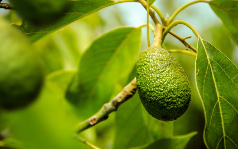 avocado Fruit Production