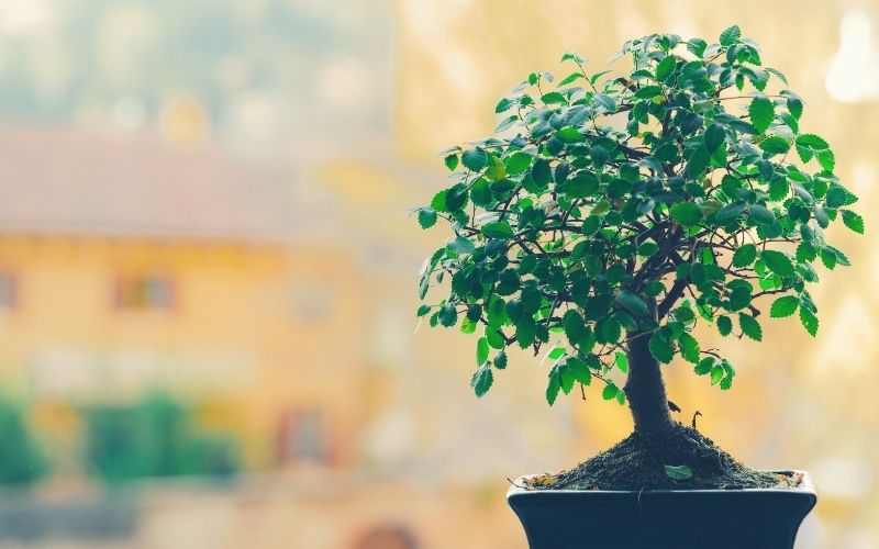 Optimal Sunlight and Shade for bonsai 